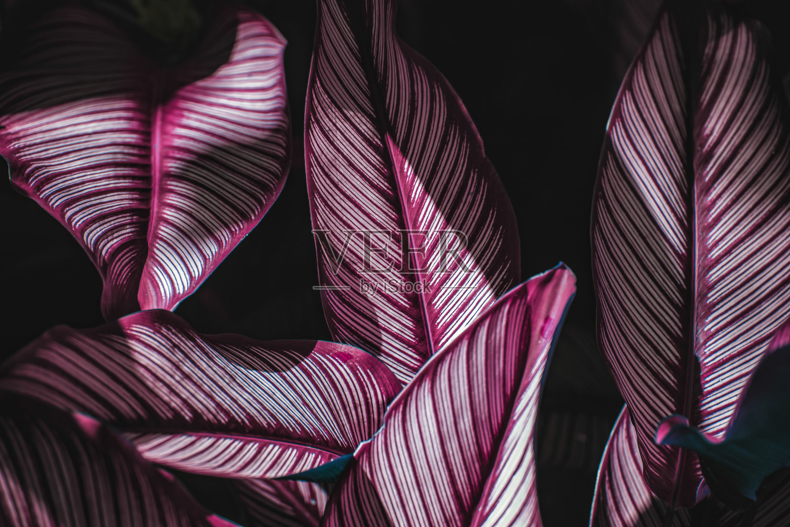 摘要绿叶纹理，自然背景，热带叶片照片摄影图片