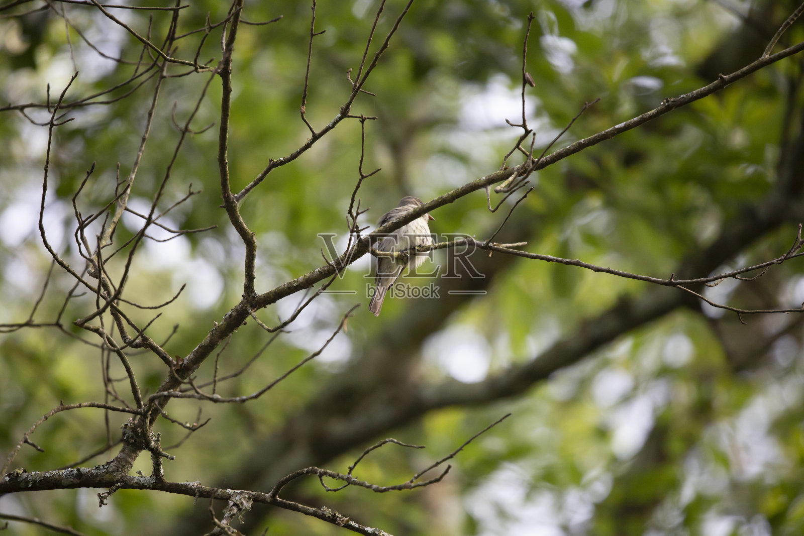 好奇的东方森林小矮人照片摄影图片