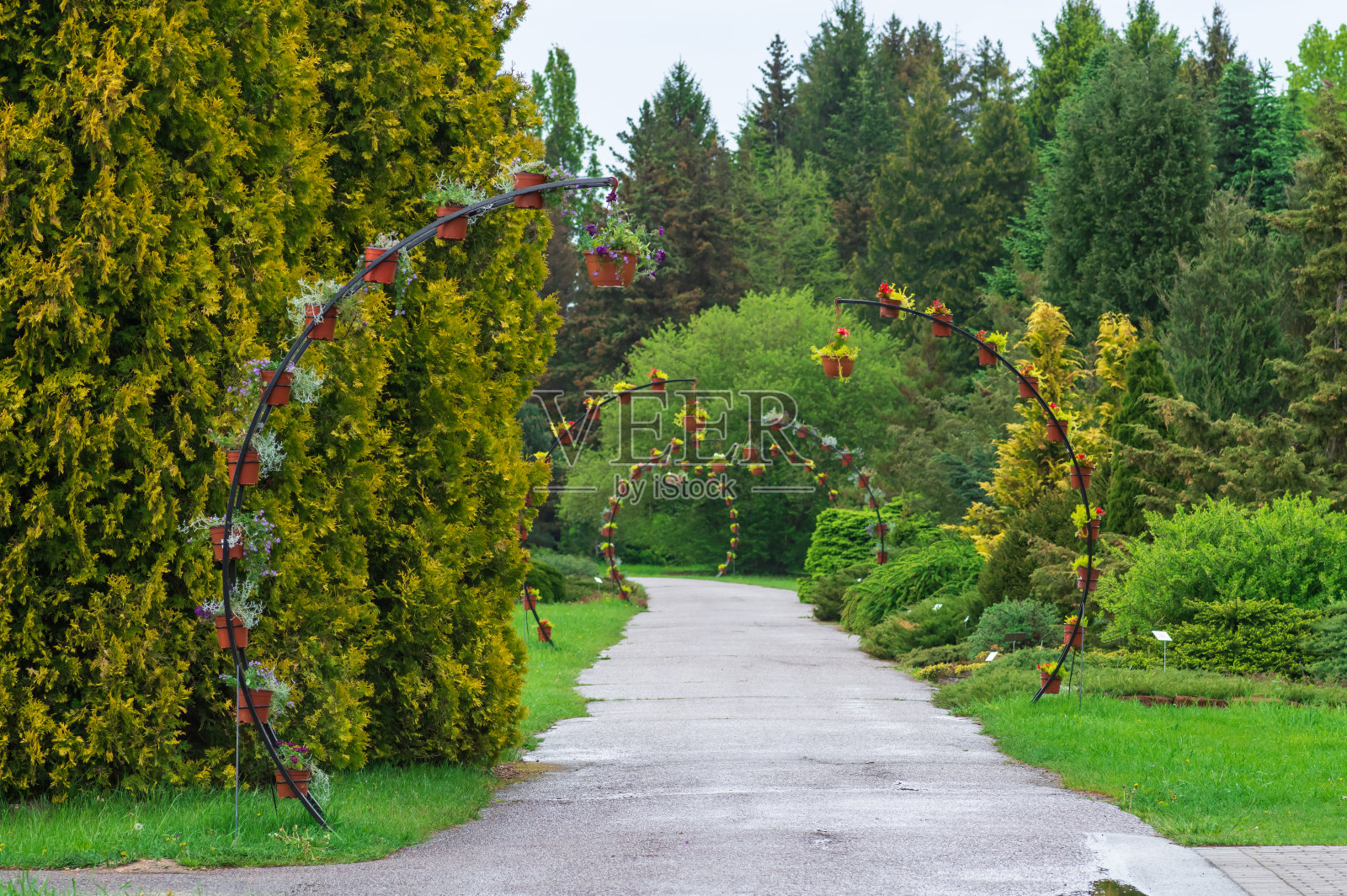 拉托维亚Salaspils国家植物园的小巷，春雨绵绵照片摄影图片