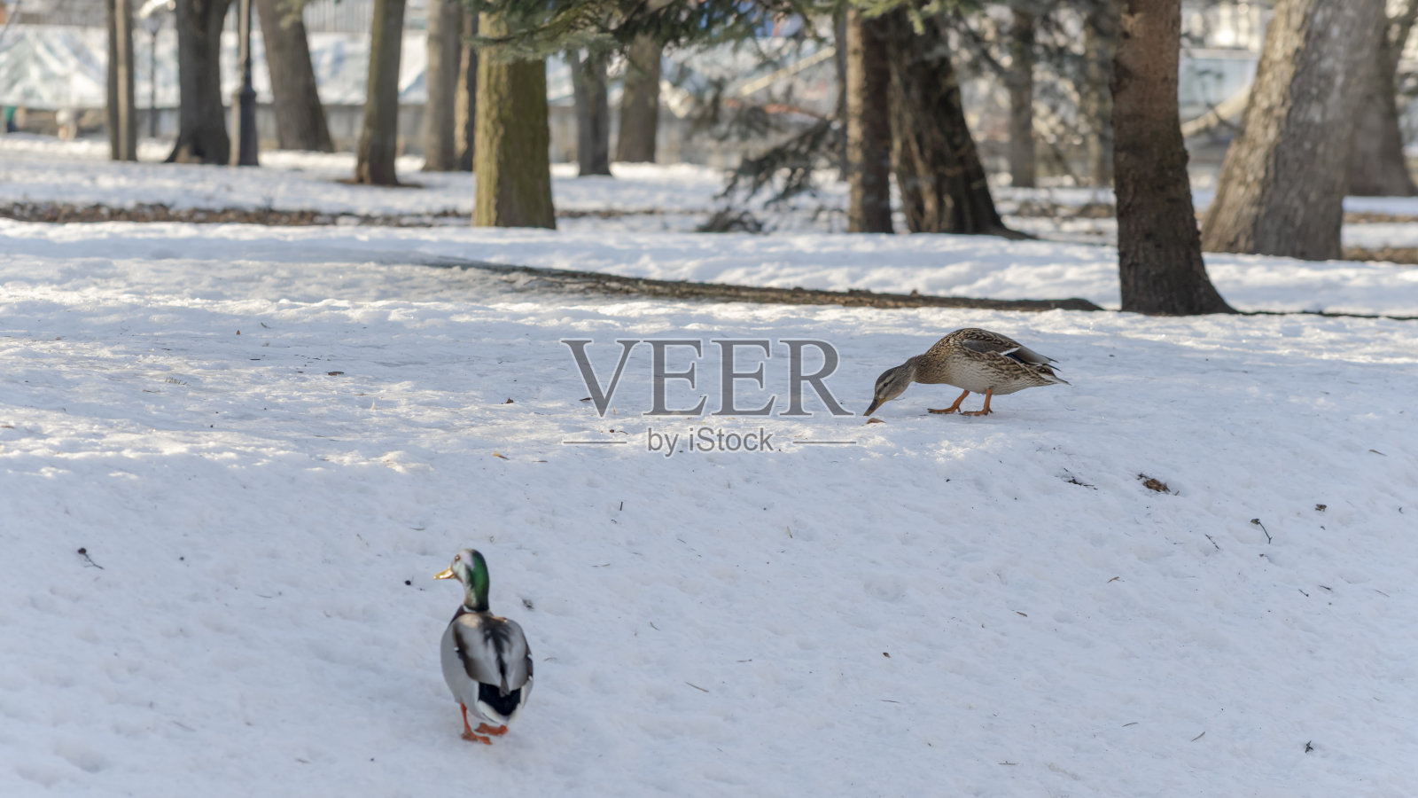 在阳光明媚的冬日，棕色的鸭子，灰色的鸭子和蓝色的鸭子走在城市公园的雪地里。雪地上的越冬鸭。照片摄影图片