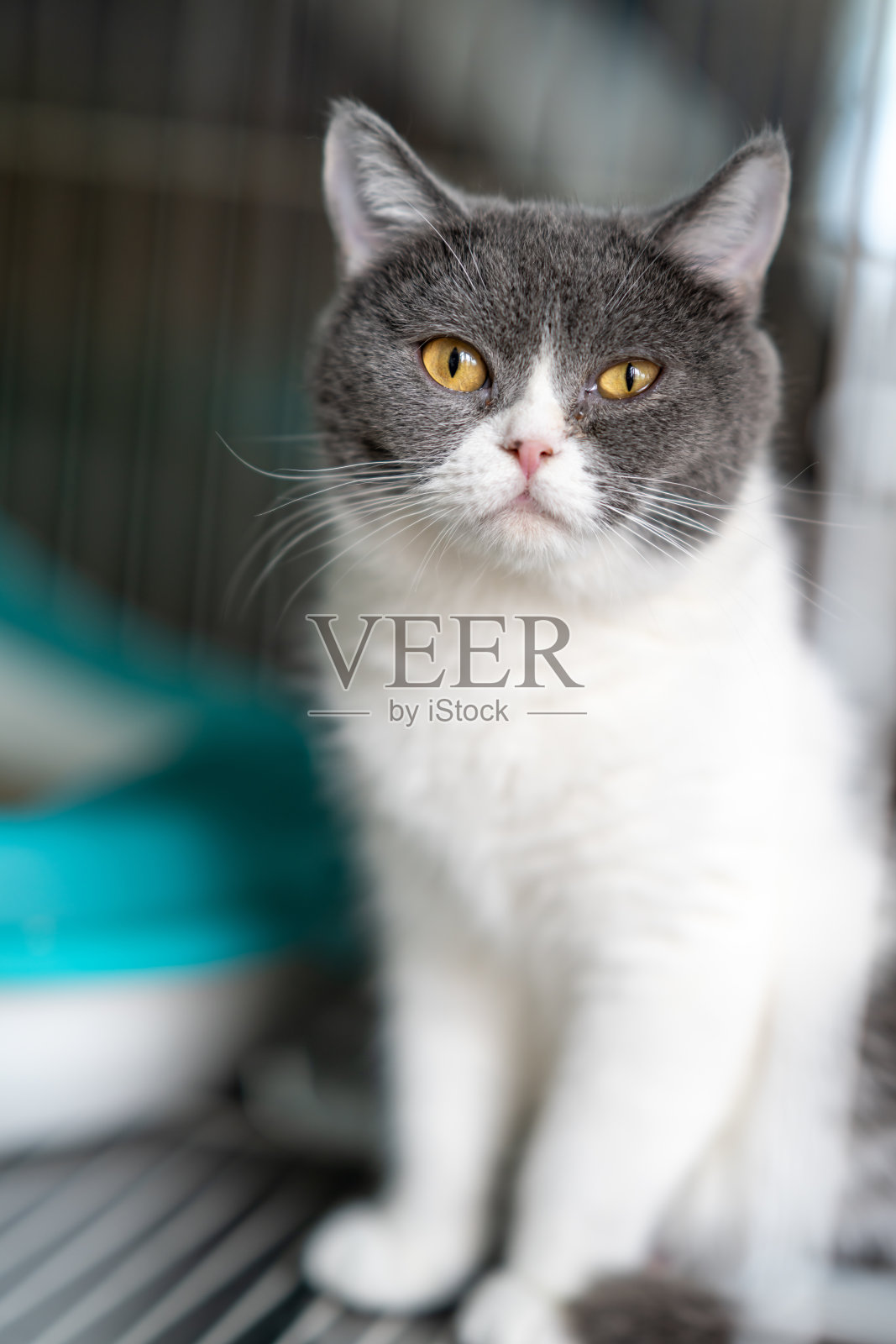 一只可爱的英国短毛蓝白相间的猫照片摄影图片