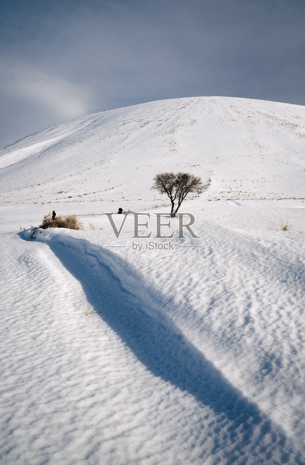 火山锥前的树照片摄影图片