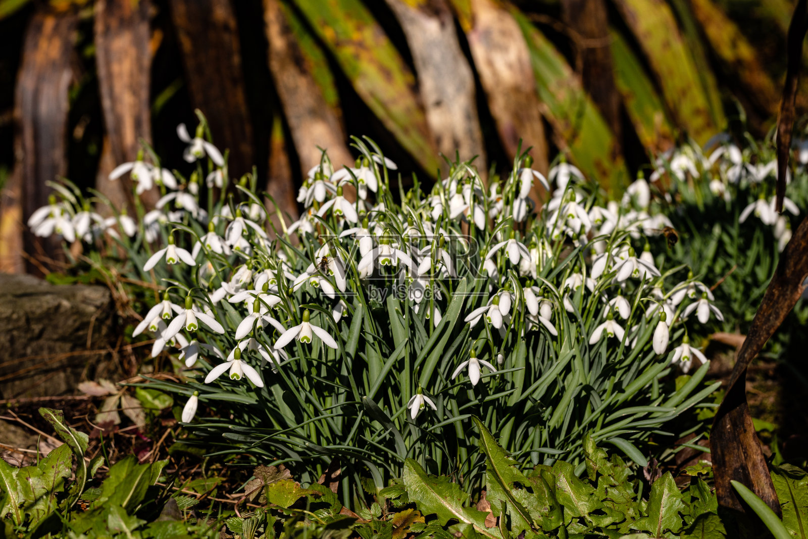 食蚜蝇在花朵间传播花粉照片摄影图片