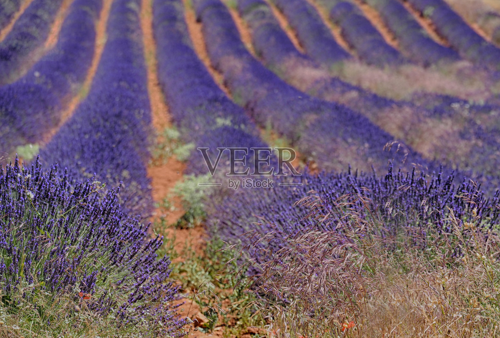 阳光下的薰衣草田，西班牙。美丽的薰衣草田。薰衣草花田，图片为自然背景。薰衣草田的景色很美。照片摄影图片