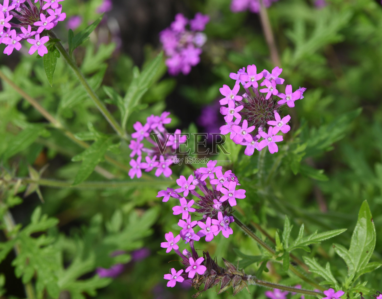马鞭草，加拿大马鞭草照片摄影图片