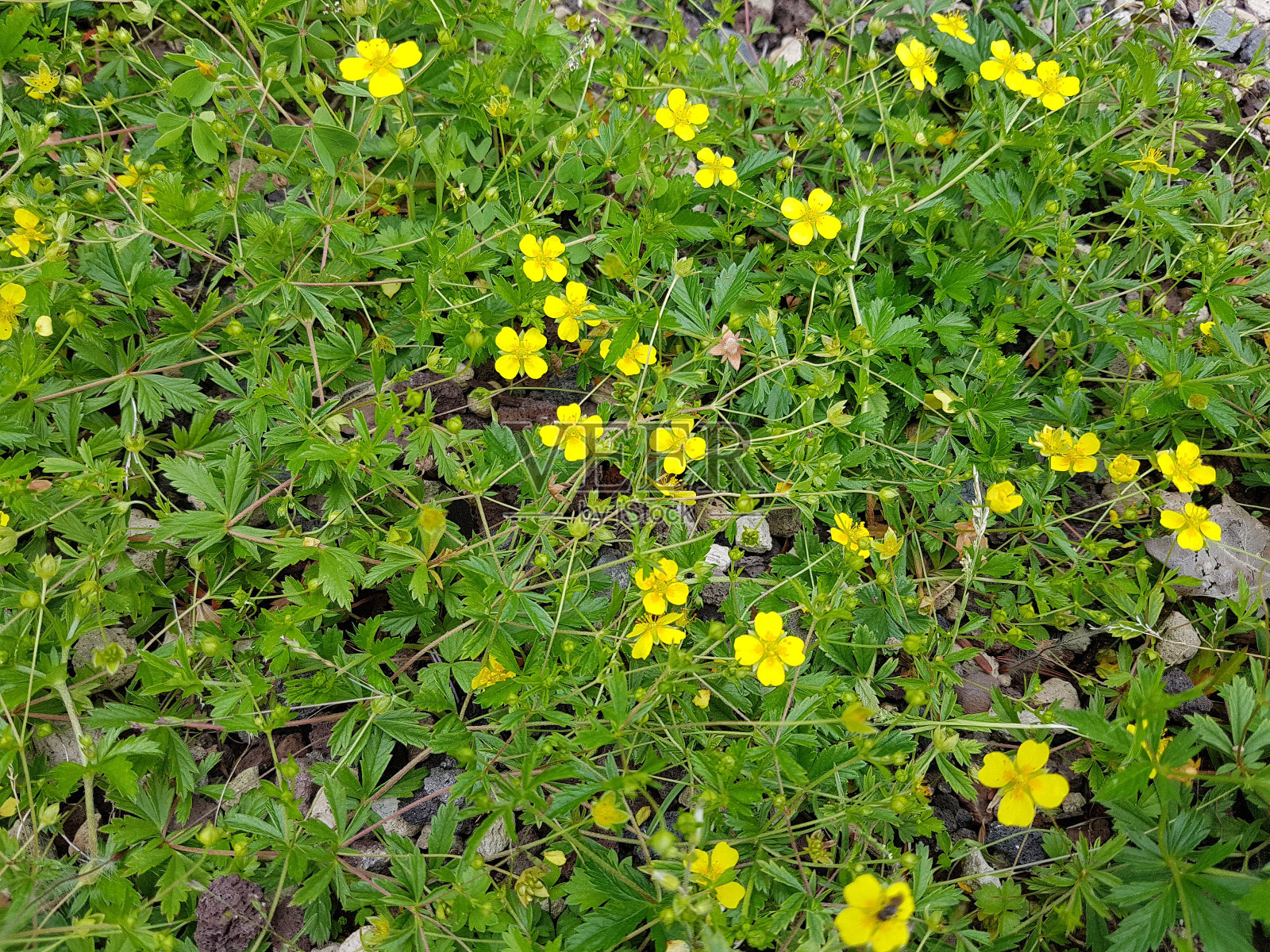 指领， 波坦提拉爬行动物照片摄影图片