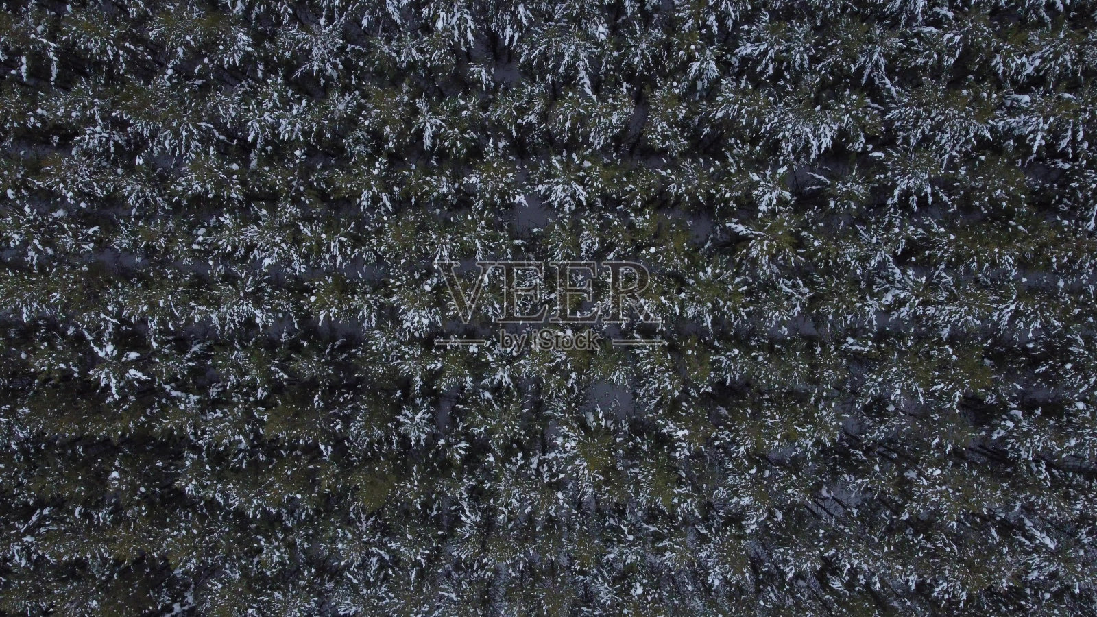 在冬季的森林和田野里用无人机拍摄照片摄影图片