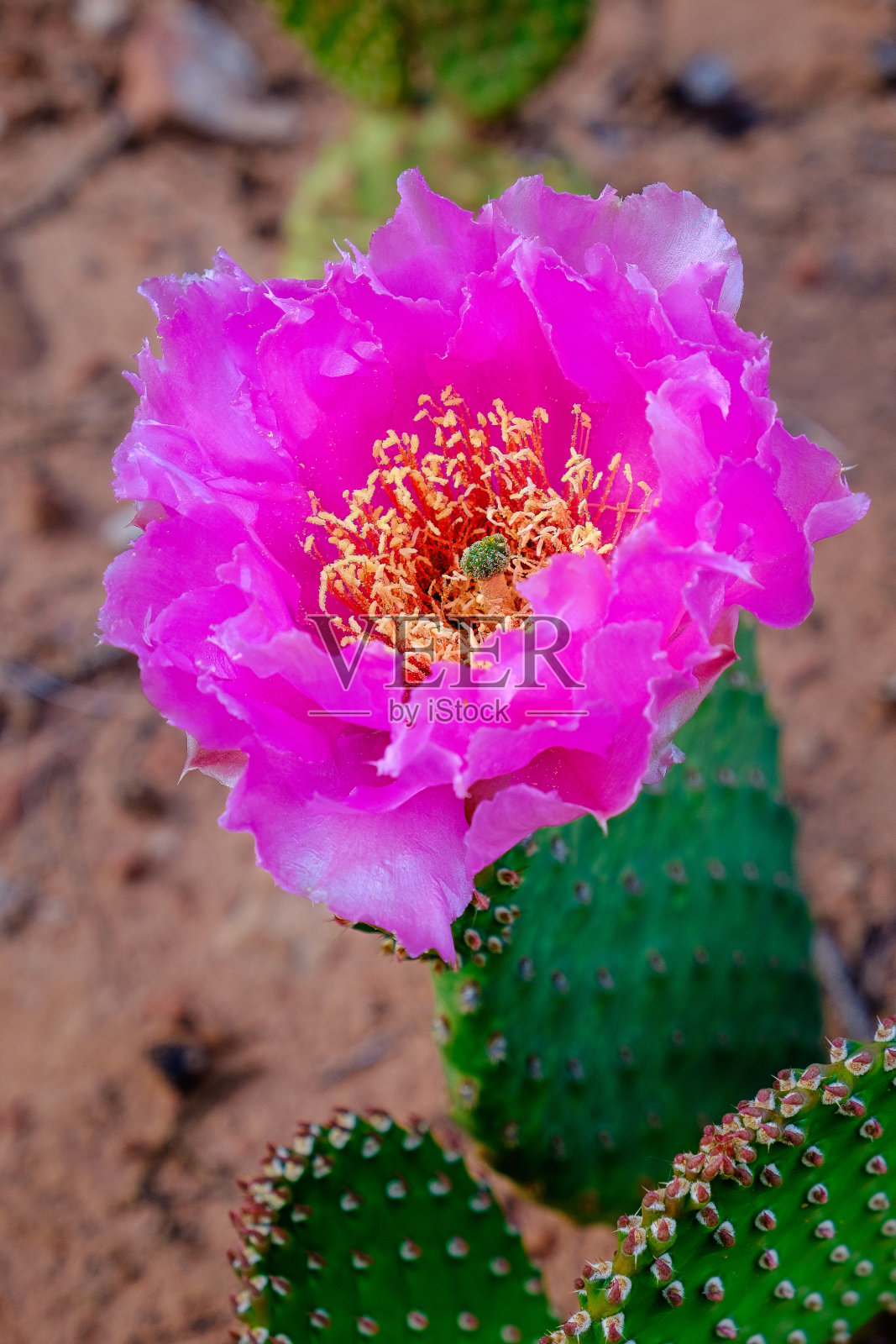 粉色仙人掌照片摄影图片