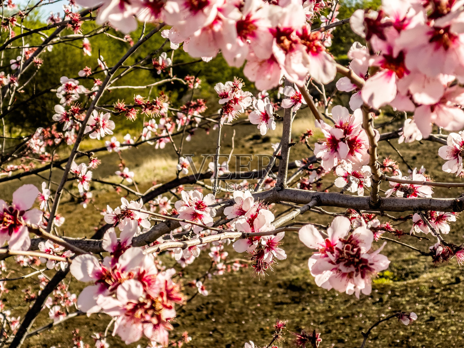 粉色杏树开花的特写照片摄影图片