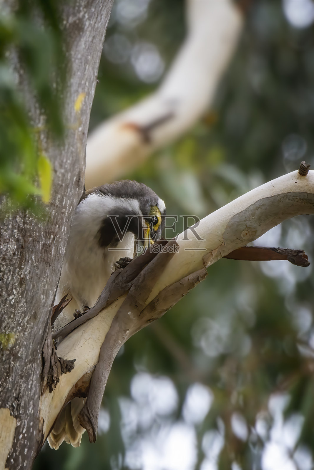 浅蓝脸蜜蜂(蓝眼恩氏菌)照片摄影图片