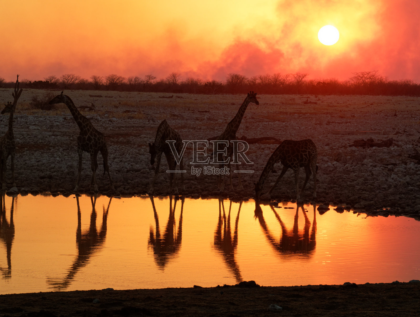 长颈鹿连任日落机会照片摄影图片