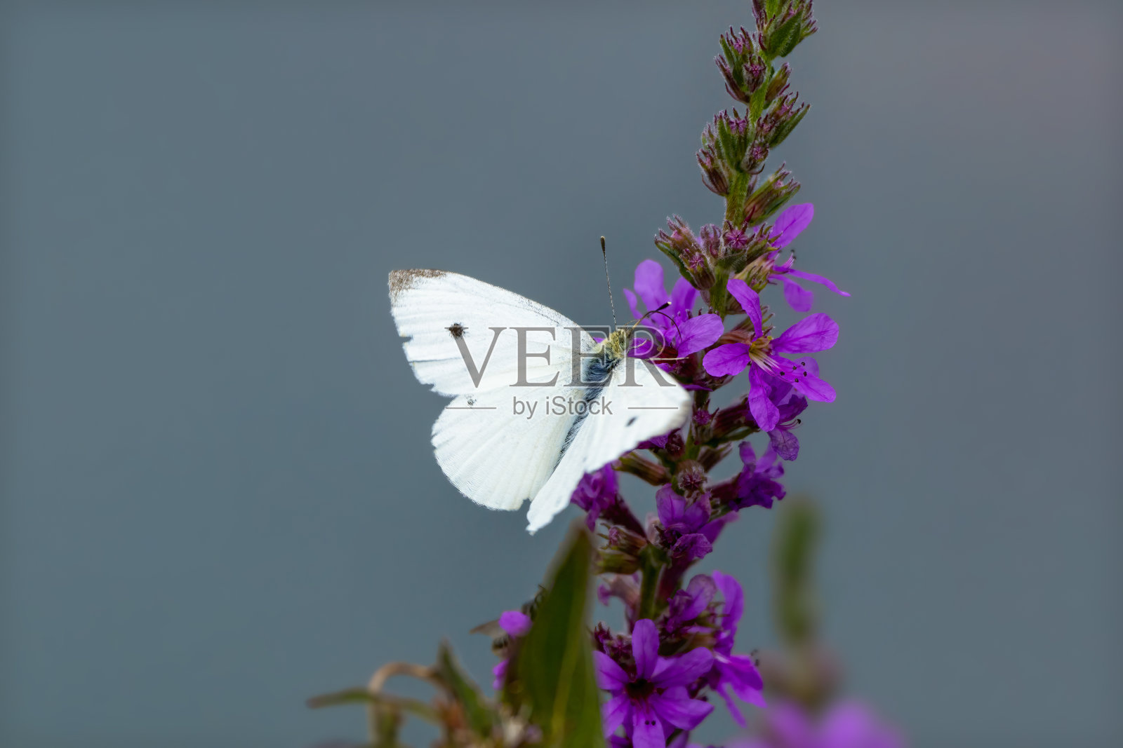 卷心菜蛾（马梅斯特拉芸苔属）照片摄影图片