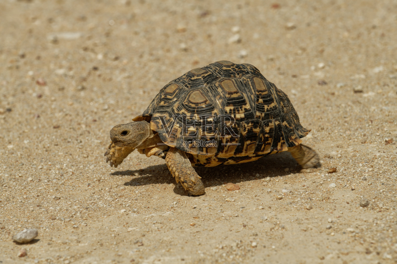 豹龟照片摄影图片