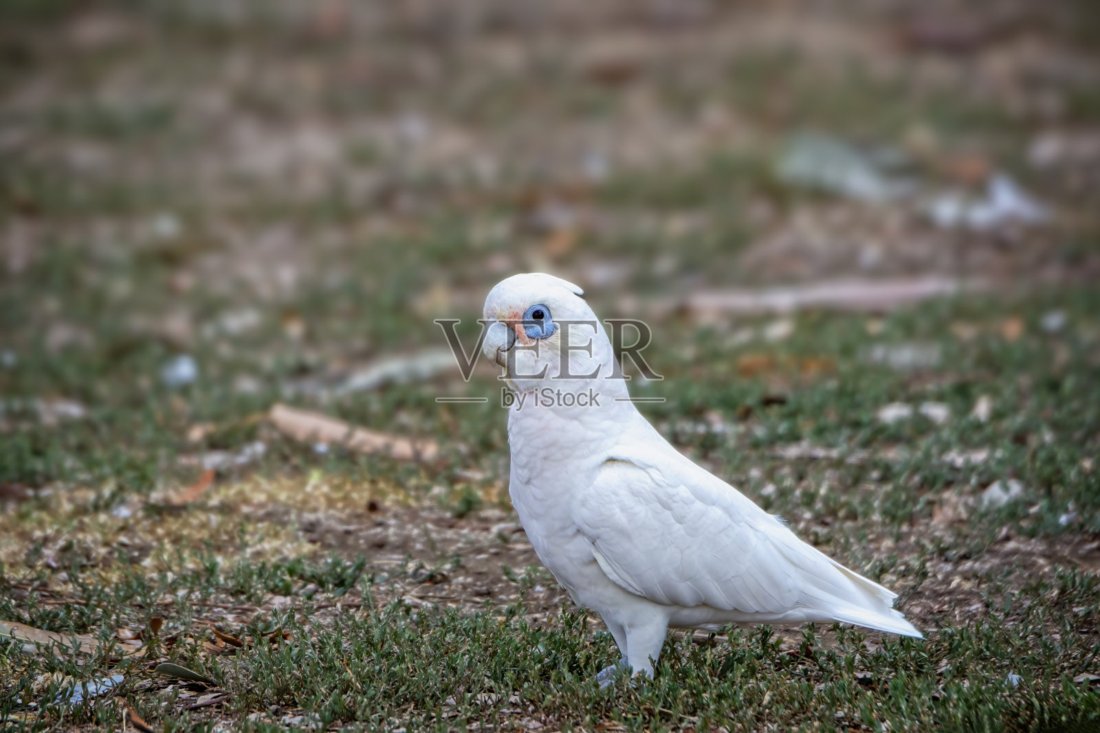 仙人掌(仙人掌)照片摄影图片