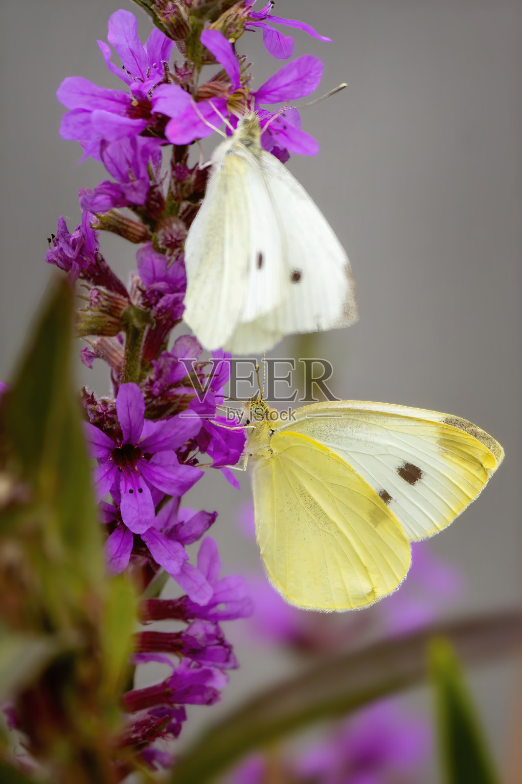 卷心菜蛾（马梅斯特拉芸苔属）照片摄影图片