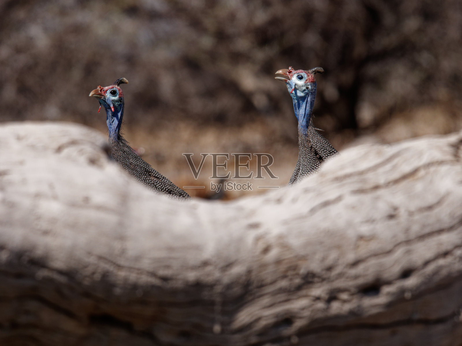 佩戴头盔的珠照片摄影图片