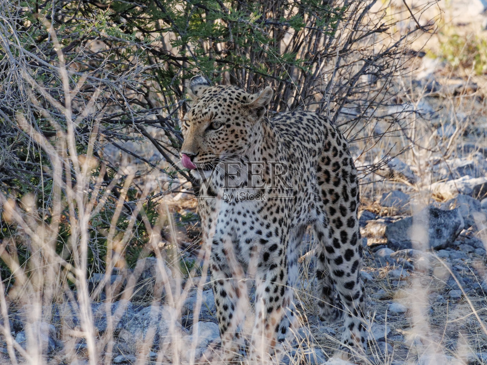 豹照片摄影图片