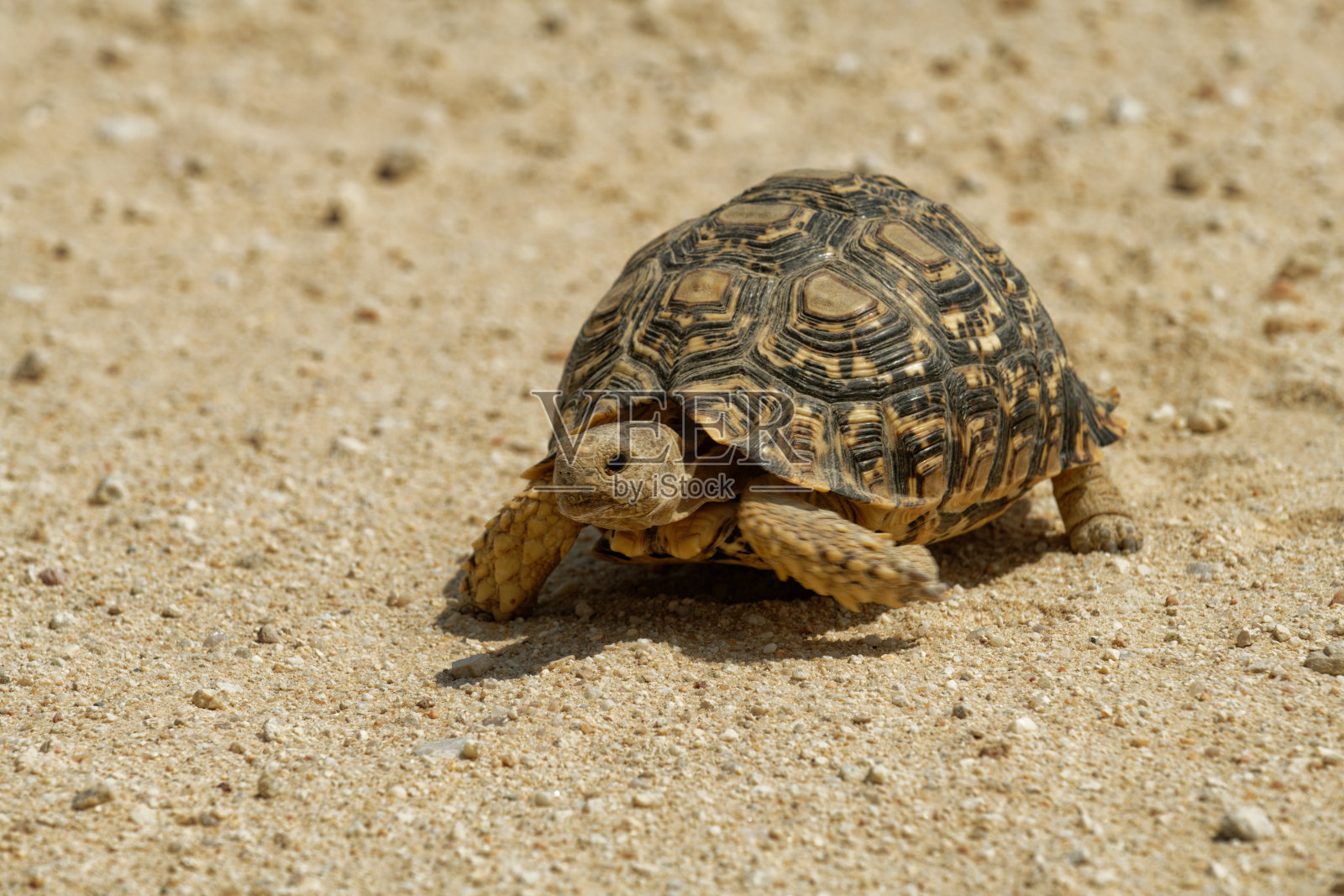 豹龟照片摄影图片