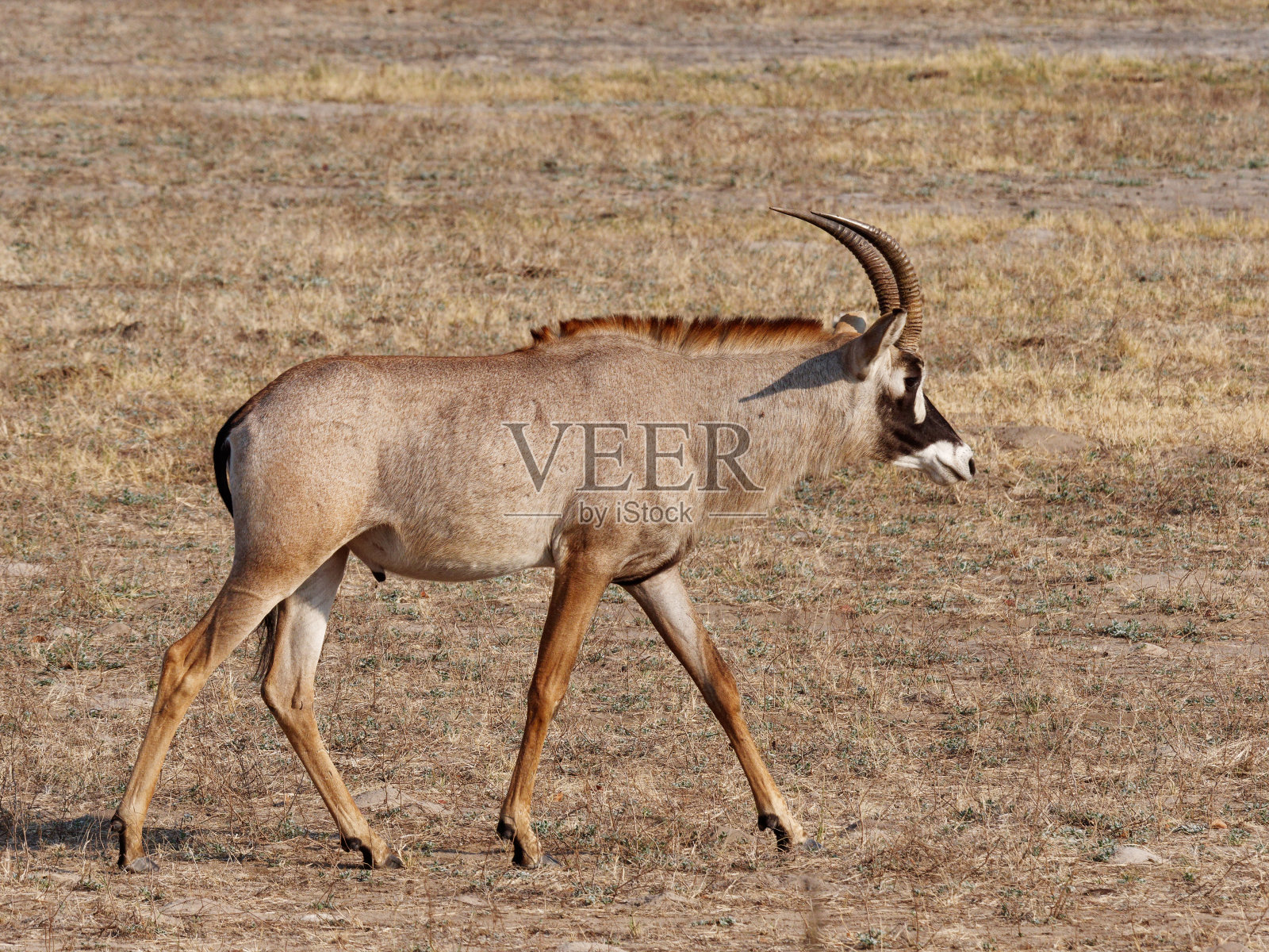 马羚照片摄影图片