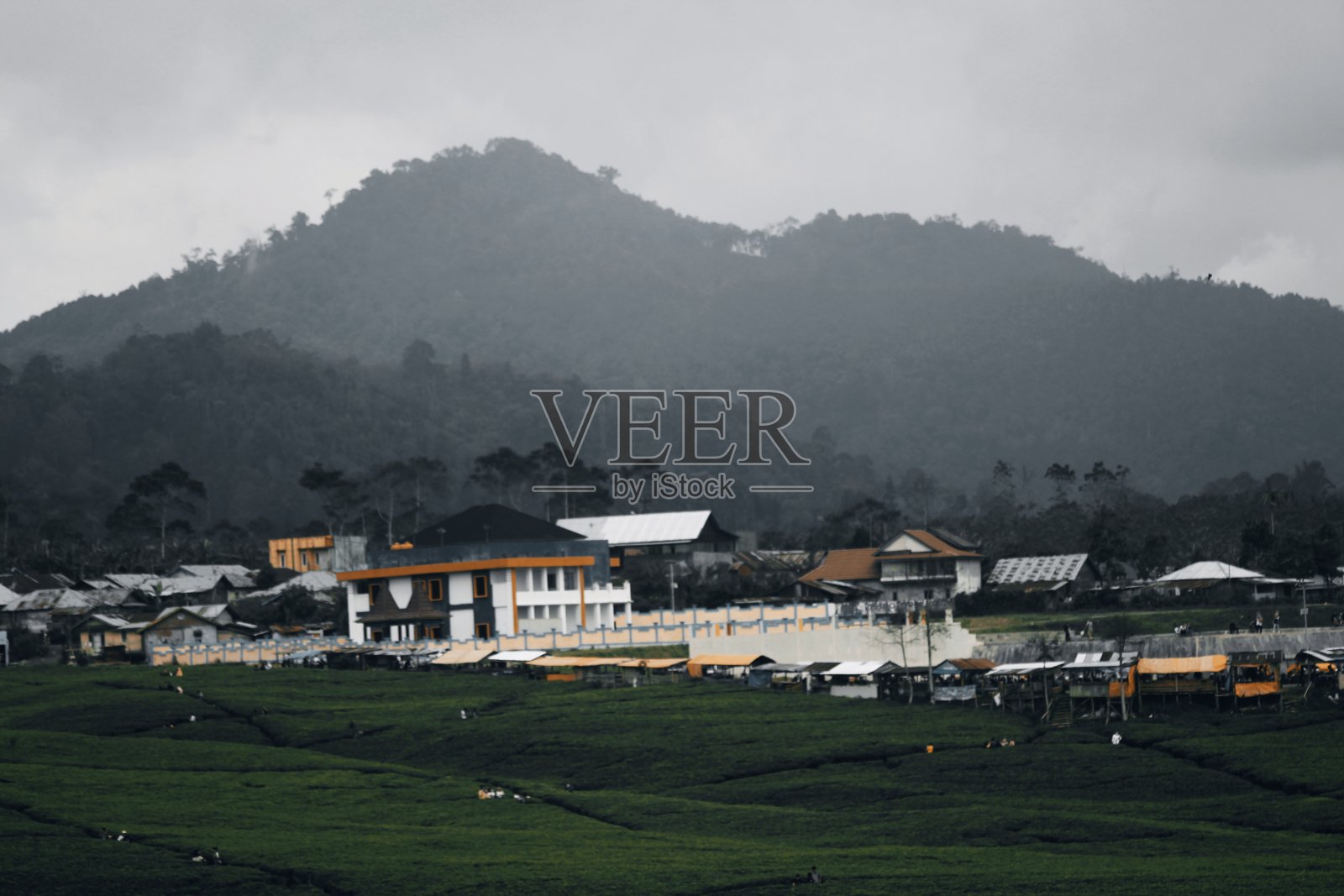 一个大型茶园附近的居民区照片摄影图片