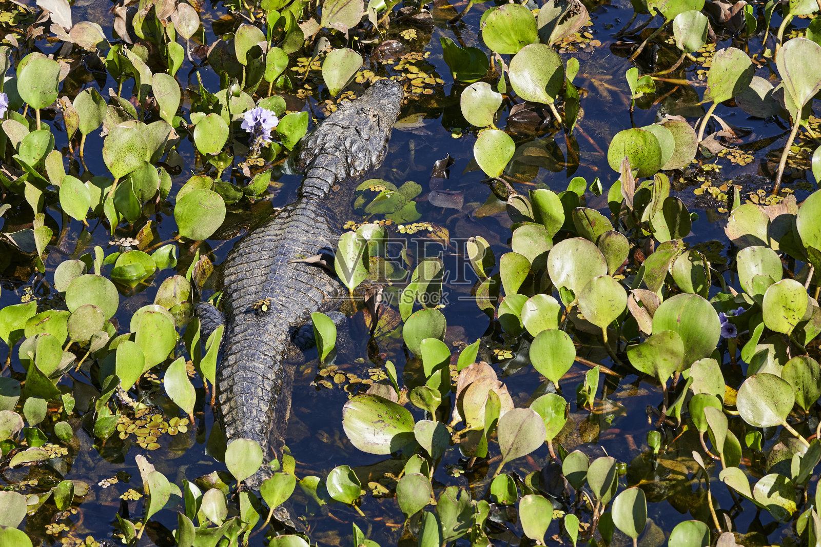 这只凯门鳄躺在潘塔纳尔湿地的沼泽中，沿着透明内拉靠近库亚巴河的约弗雷港。凯门鳄是在短吻鳄亚科凯门鳄的一个属看起来像鳄鱼照片摄影图片
