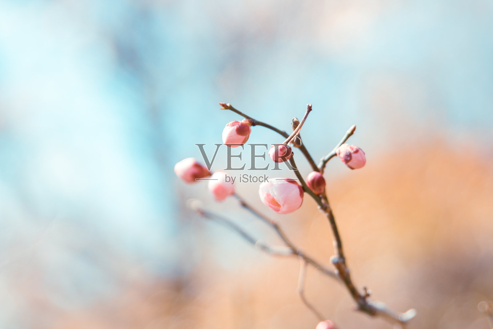 日本2022年3月樱花初绽，选择性聚焦特写，模糊背景照片摄影图片