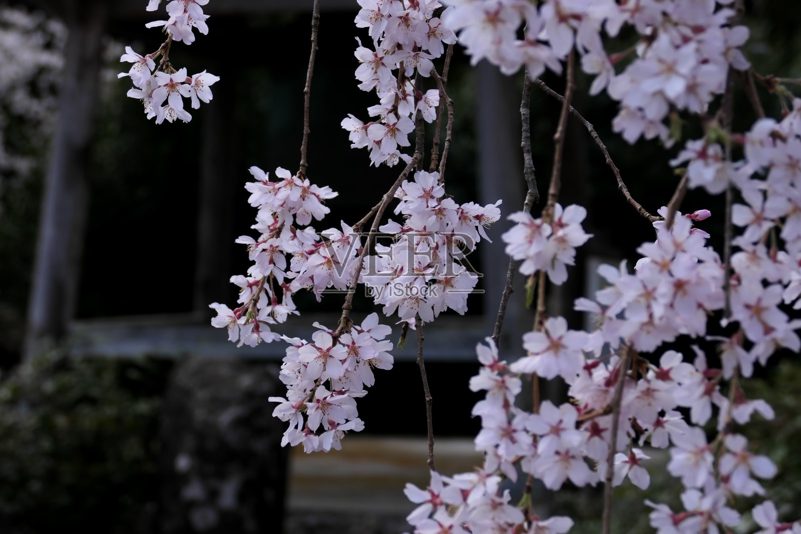 樱花盛开的特写照片摄影图片
