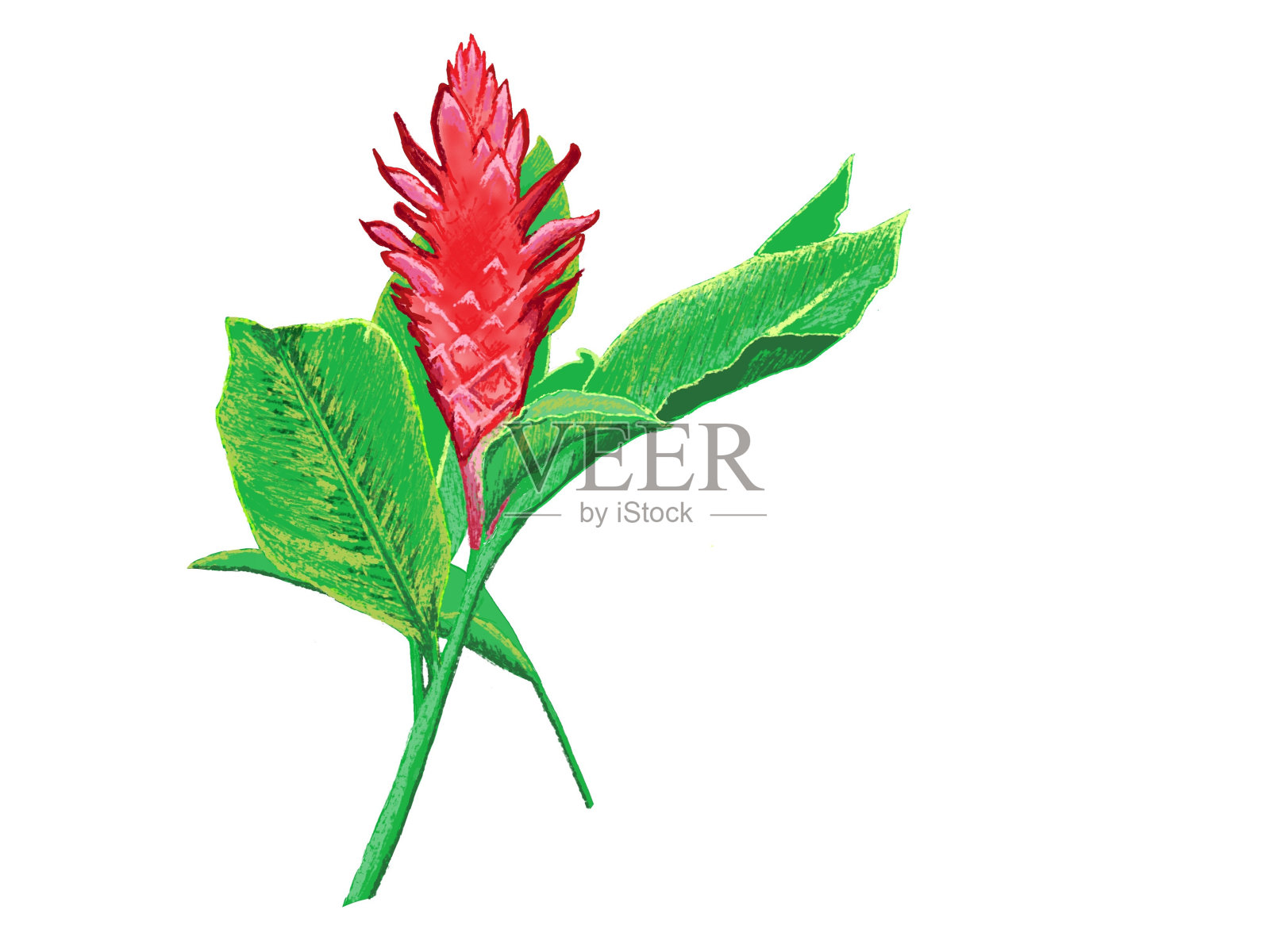 姜百合花和绿叶插画图片素材