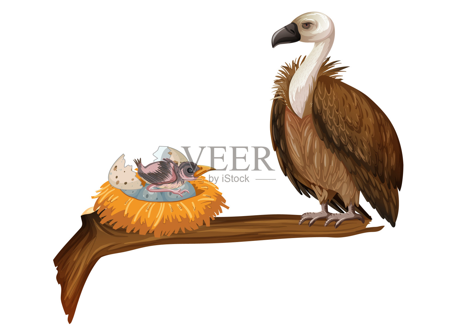秃鹫带巢鸟插画图片素材