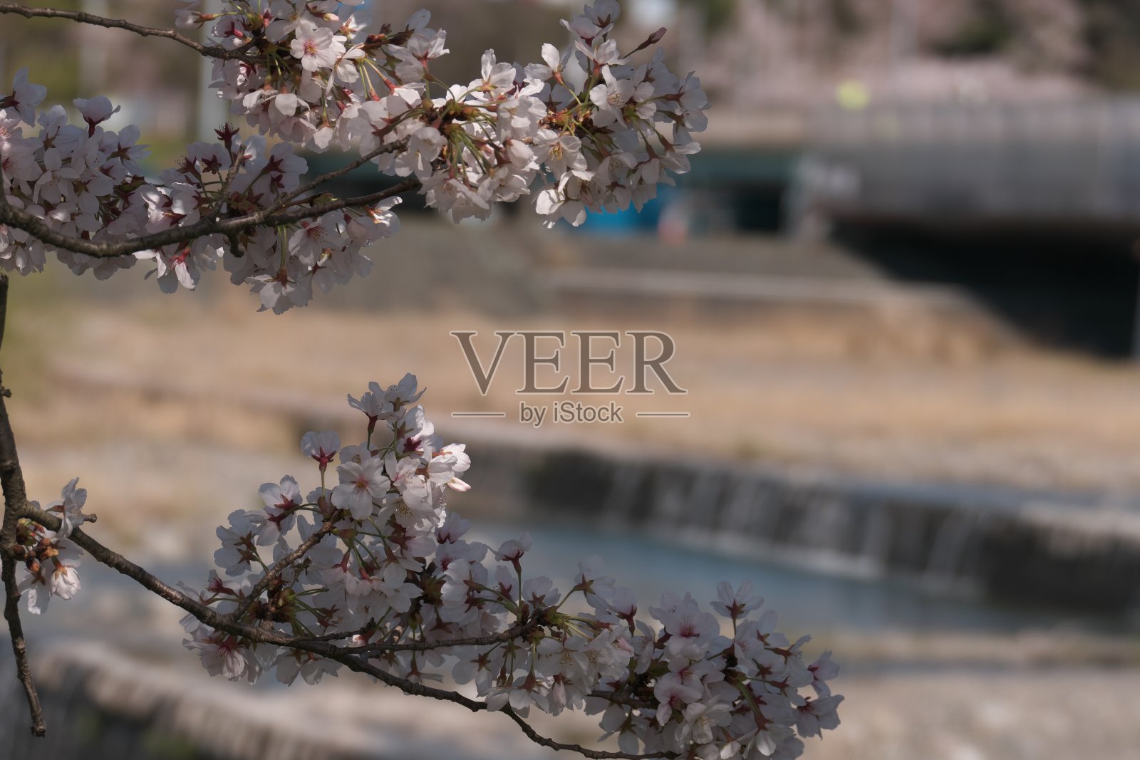 沿河樱花的特写照片摄影图片