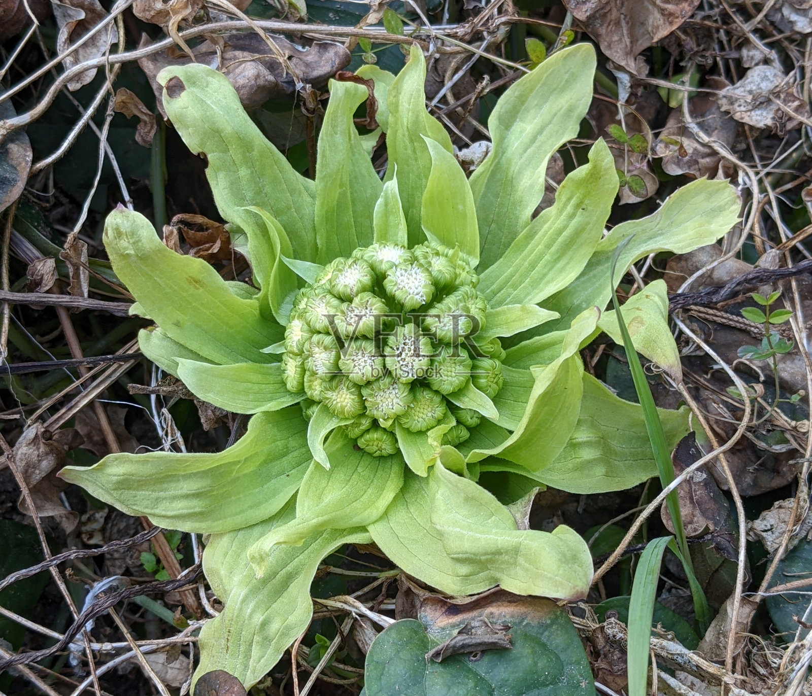 日本款冬花盛开在田野里照片摄影图片