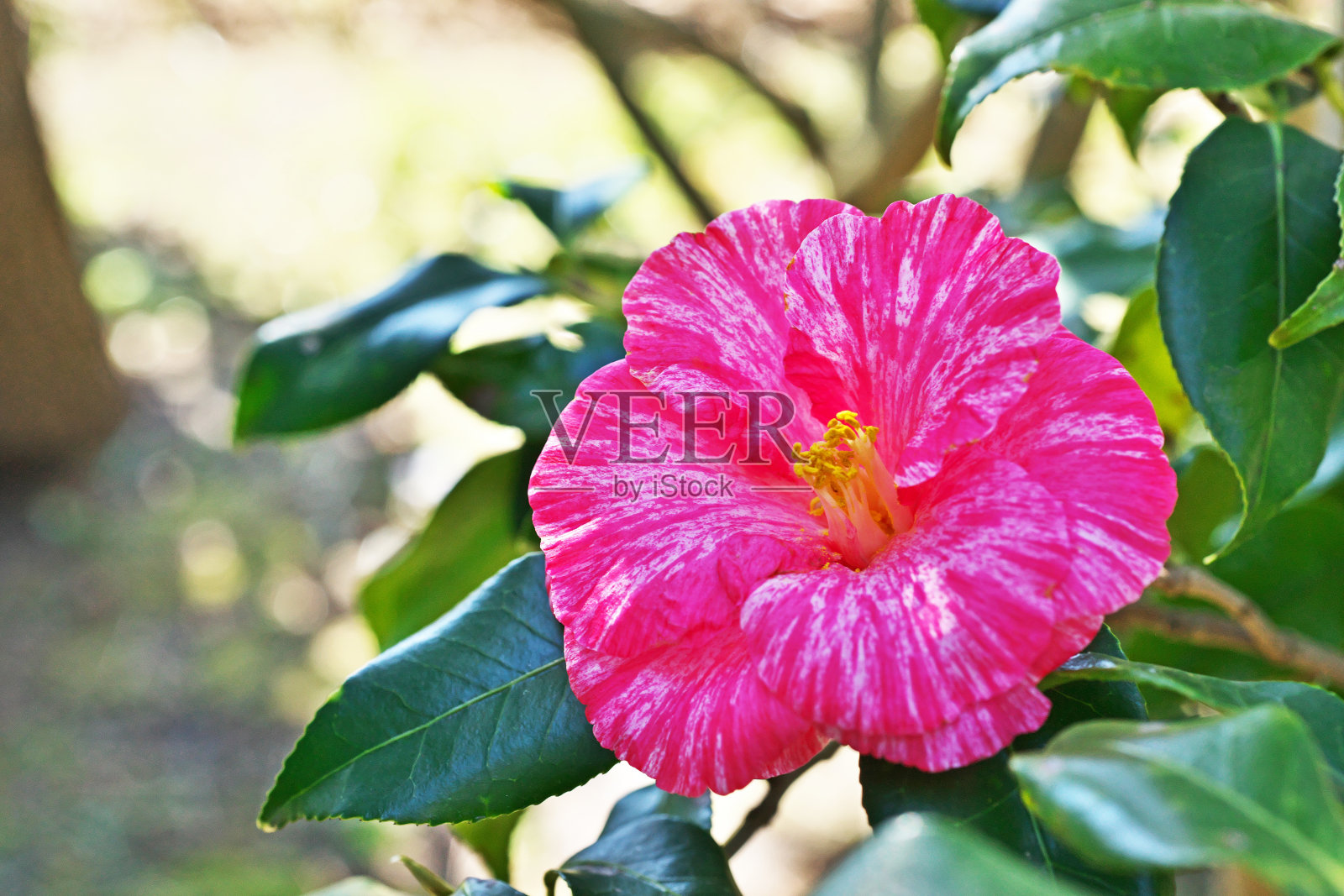 山茶照片摄影图片