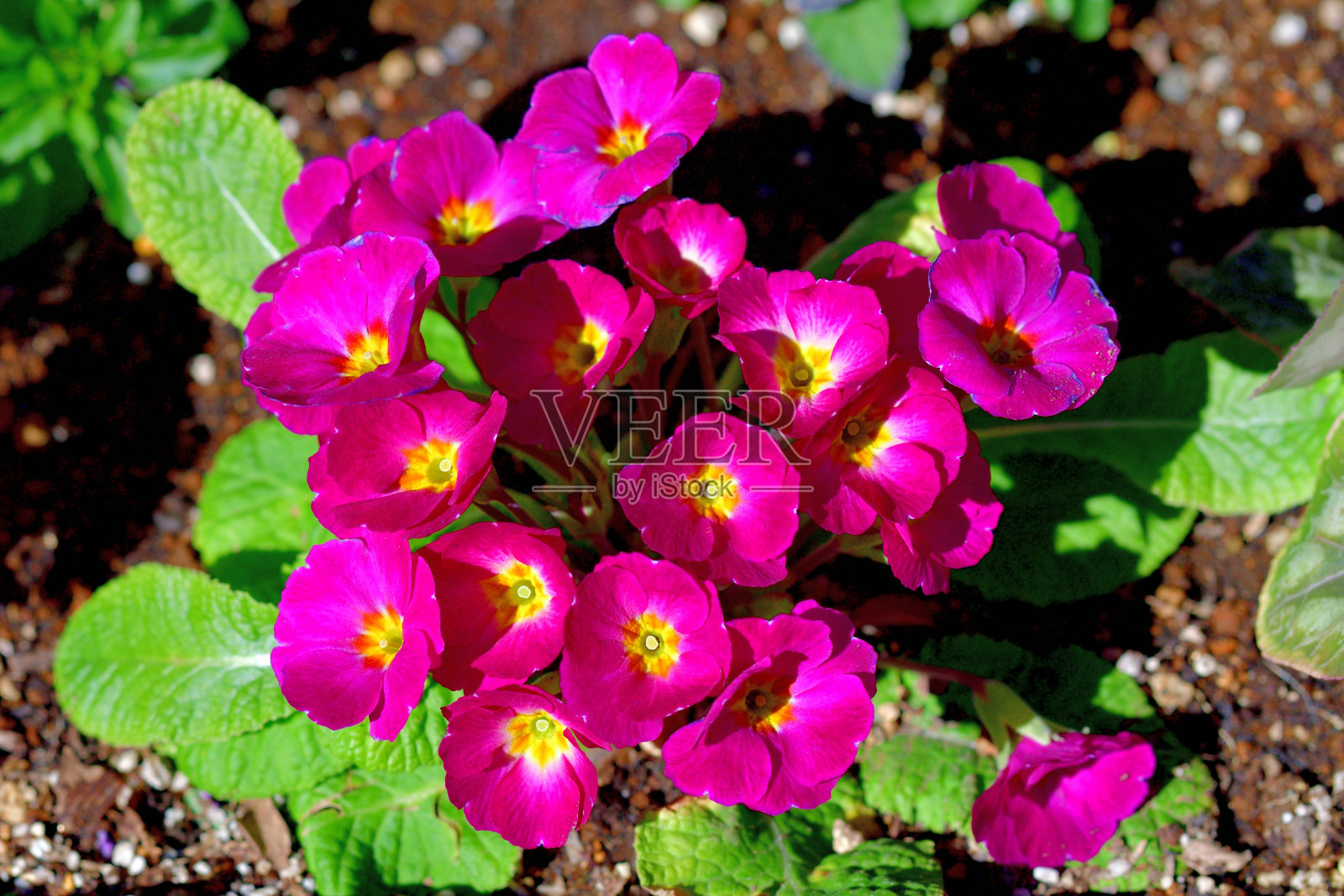 报春花/报春花:鲜艳多彩的花朵照片摄影图片