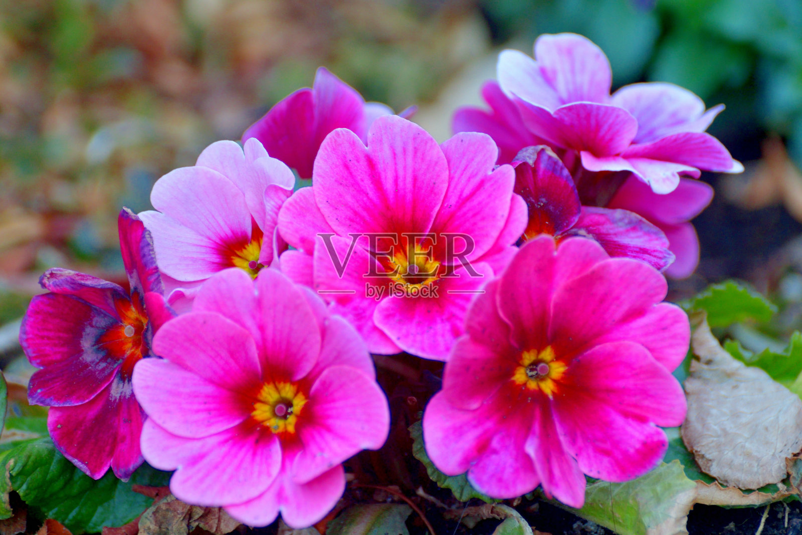 报春花/报春花:鲜艳多彩的花朵照片摄影图片