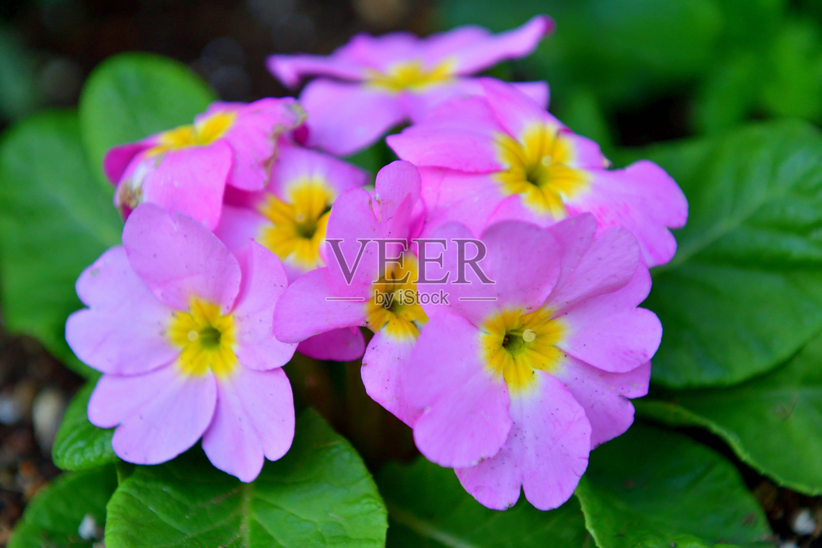 报春花/报春花:鲜艳多彩的花朵照片摄影图片