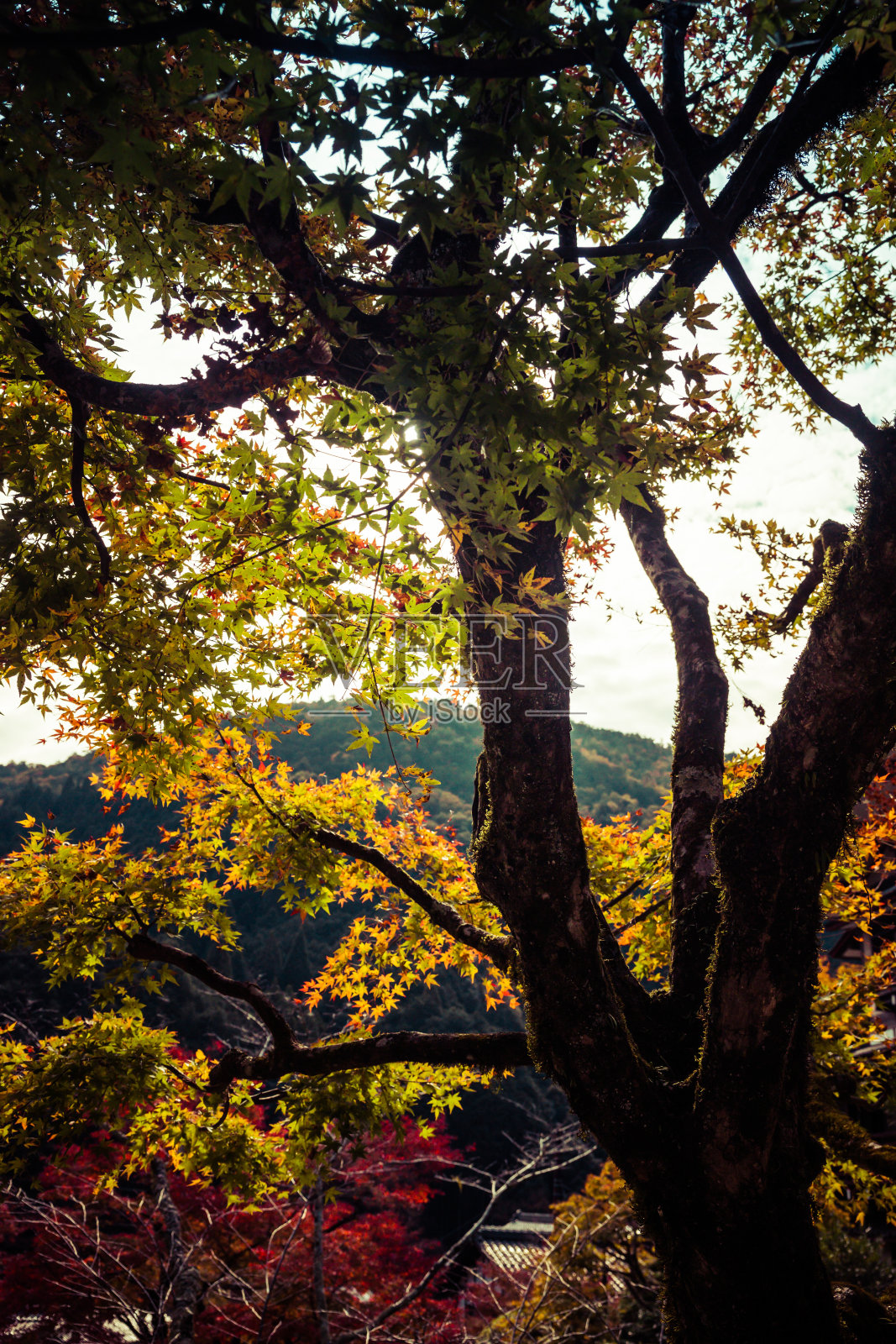 多彩的日本枫树在灿烂的秋天颜色照片摄影图片