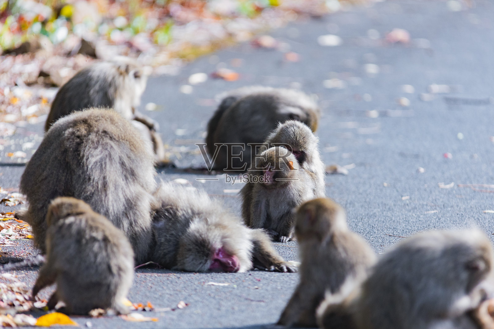 屋久岛的日本猴子，日本世界遗产。照片摄影图片