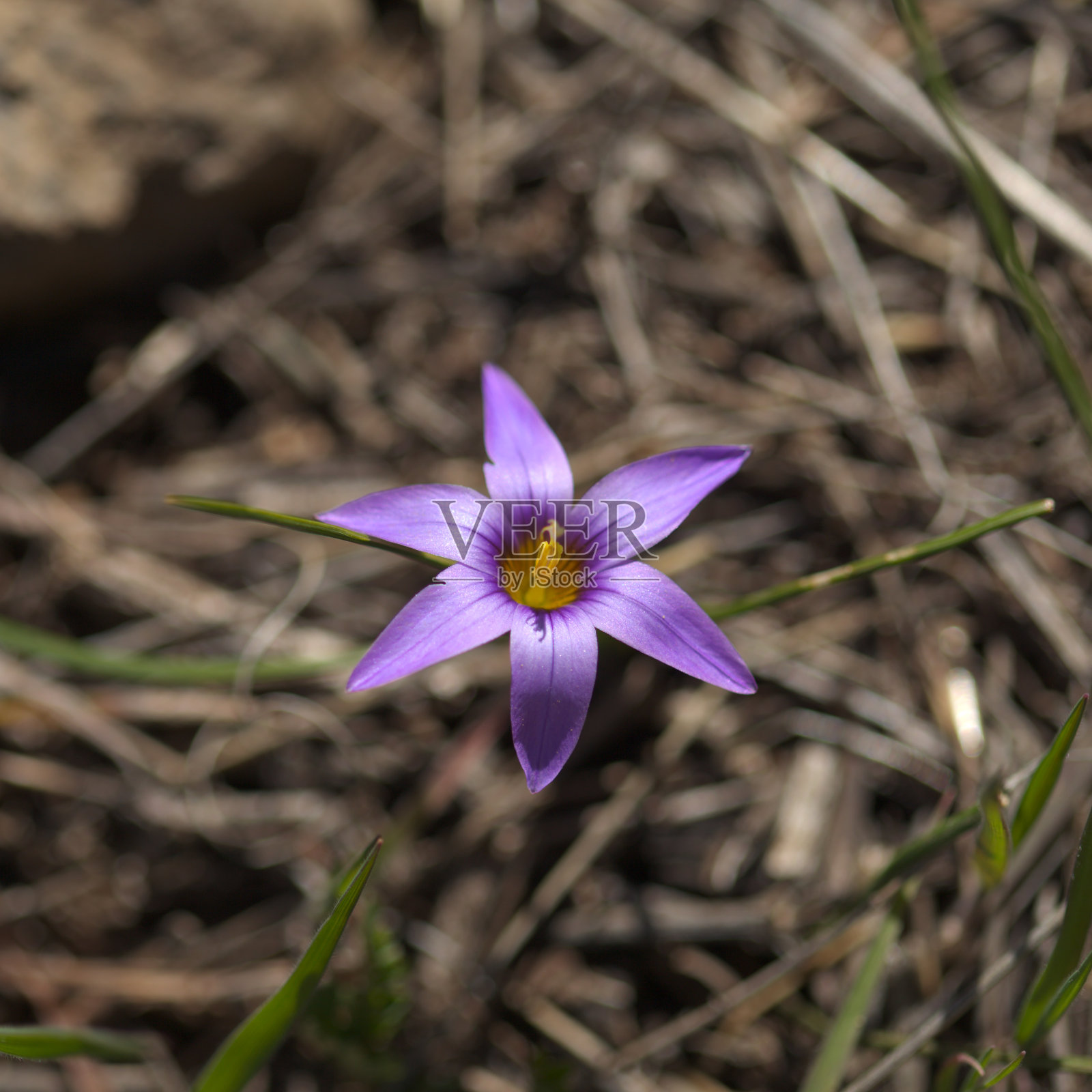 大卡纳利岛植物群-罗穆里亚圆柱，沙番照片摄影图片