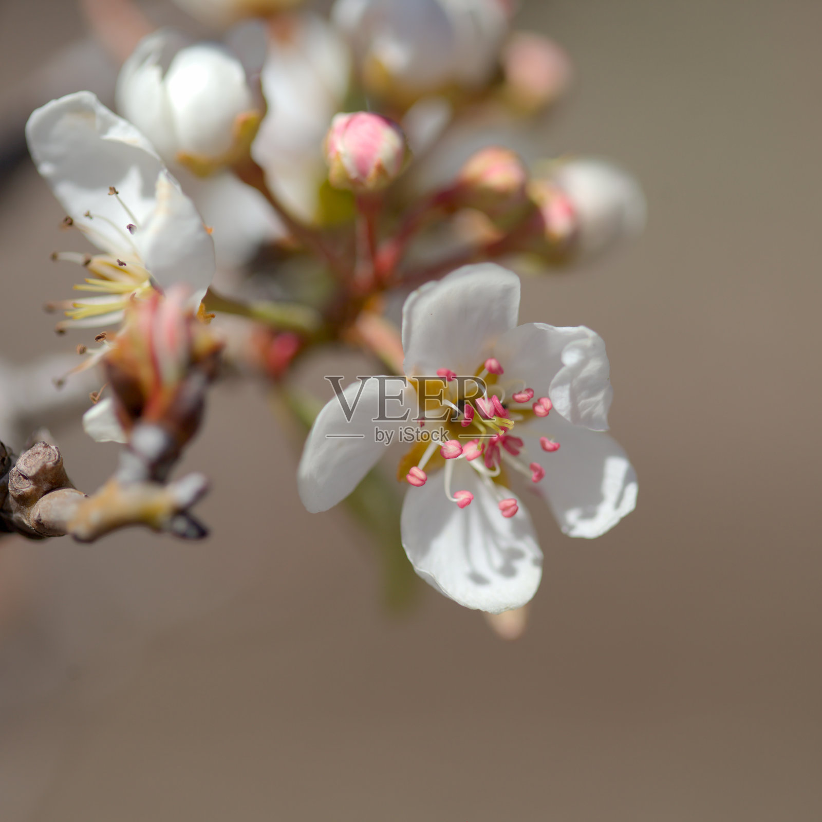 园艺大卡纳利亚-梨果树开花照片摄影图片