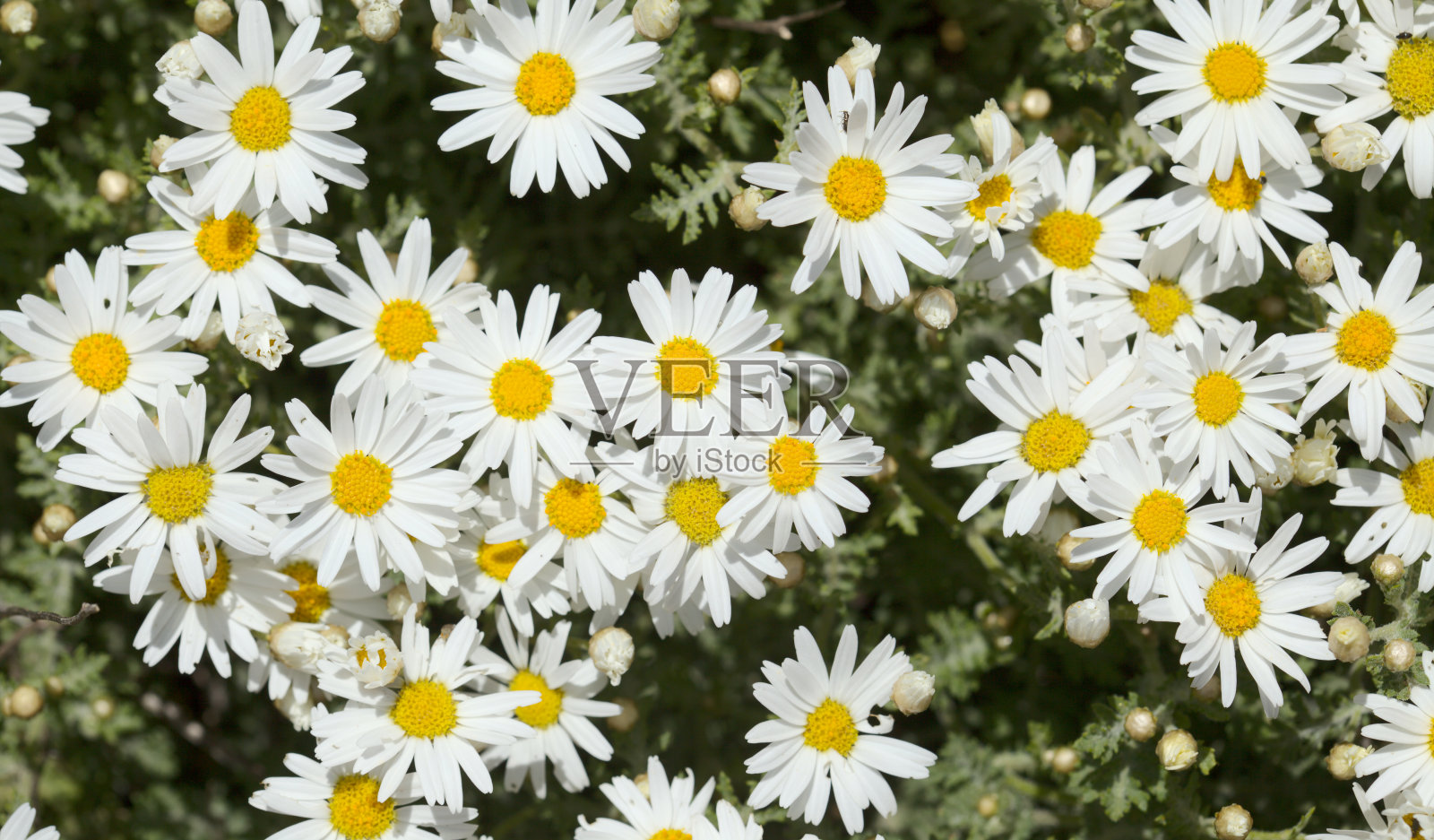 大加那利岛植物群 - 阿吉兰特姆，玛格丽特雏菊照片摄影图片