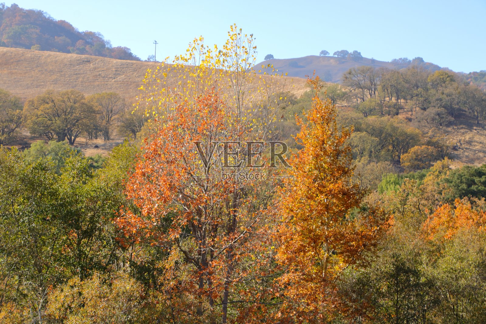 加州苏诺尔地区荒野的秋色照片摄影图片