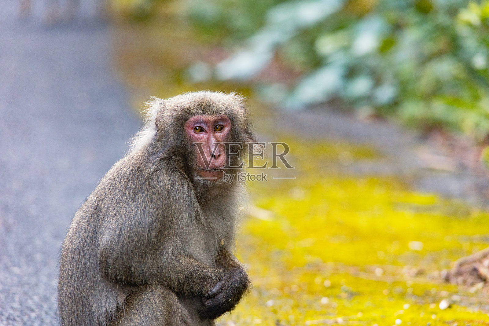 屋久岛的日本猴子，日本世界遗产。照片摄影图片