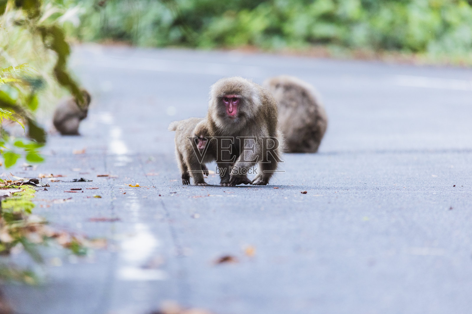 屋久岛的日本猴子，日本世界遗产。照片摄影图片