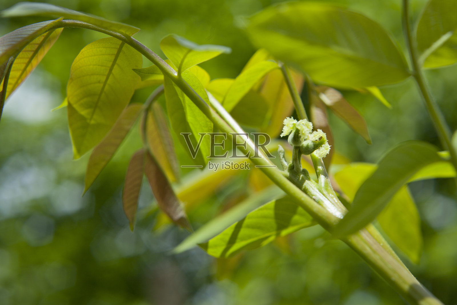 胡桃树的雄花和雌花。照片摄影图片