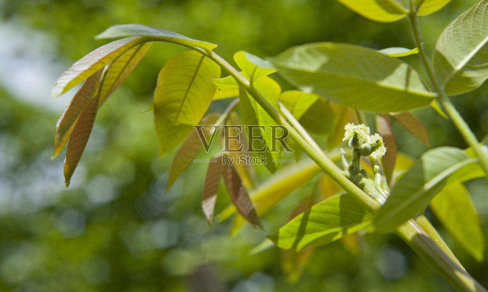 胡桃树的雄花和雌花。照片摄影图片