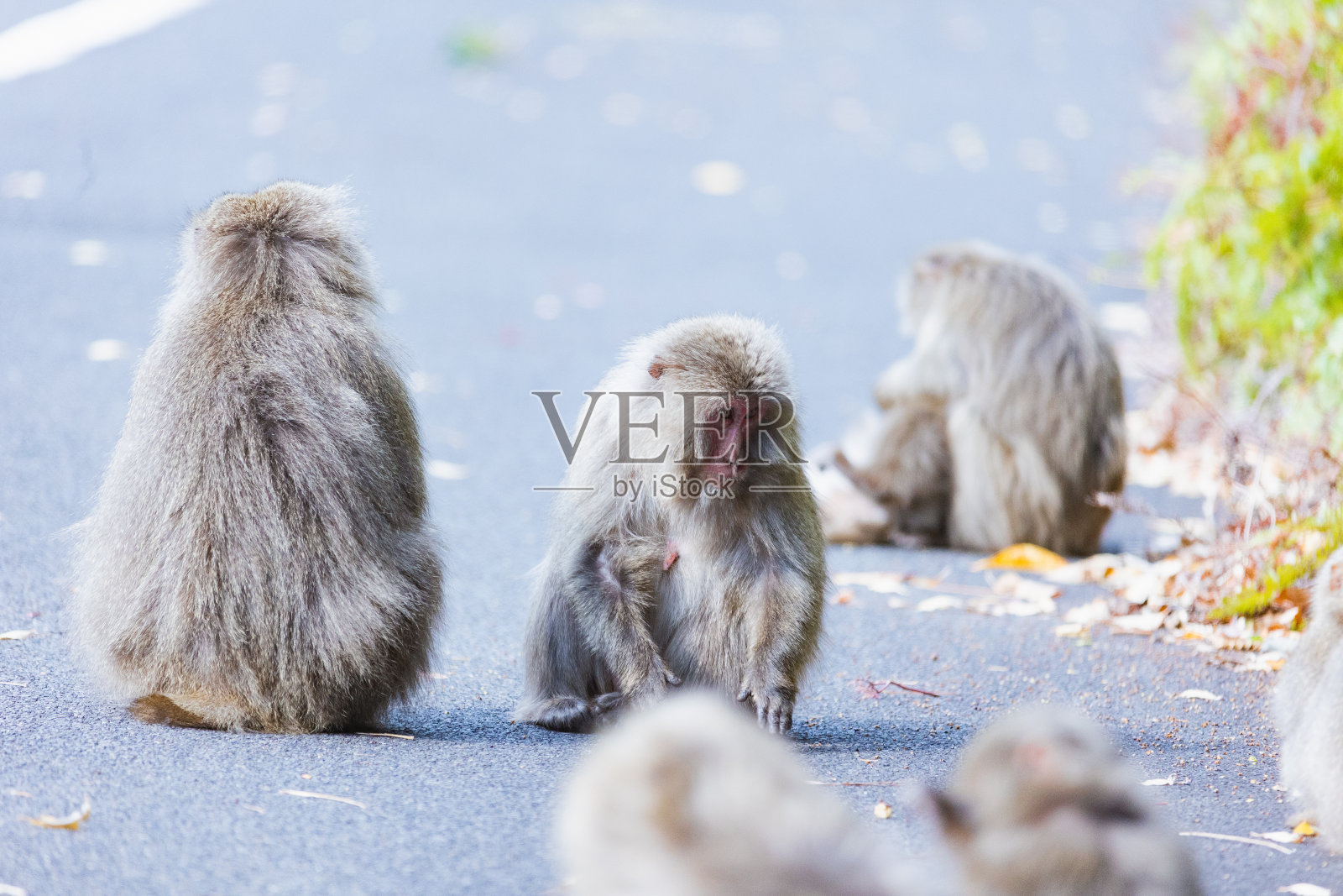 屋久岛的日本猴子，日本世界遗产。照片摄影图片
