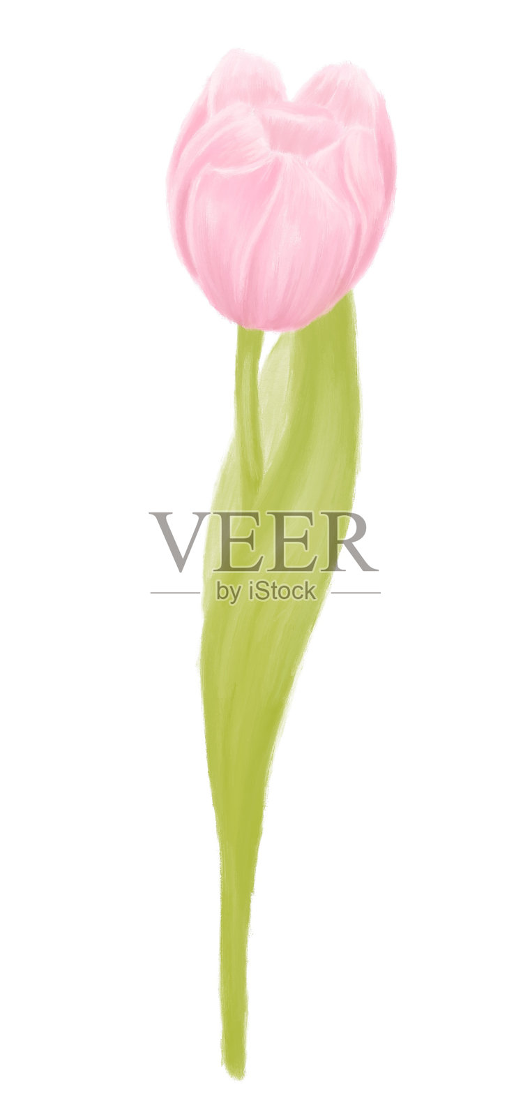 粉红色郁金香花和绿色叶子在白色背景孤立的插图插画图片素材