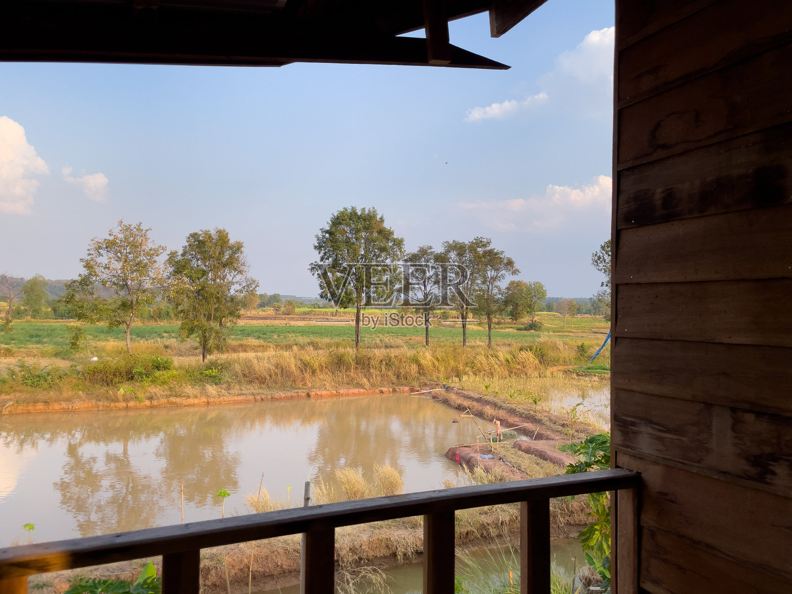 乡间稻田的气息。照片摄影图片