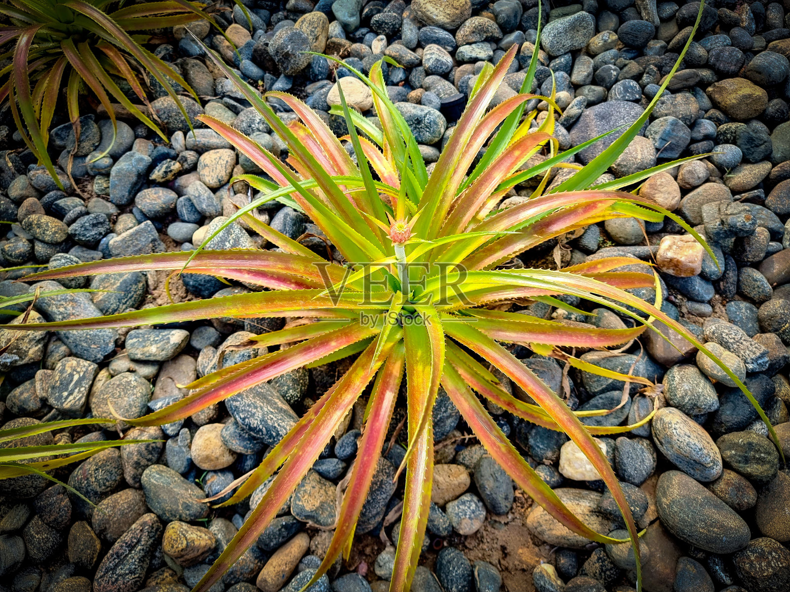 菠萝王冠和石头!照片摄影图片