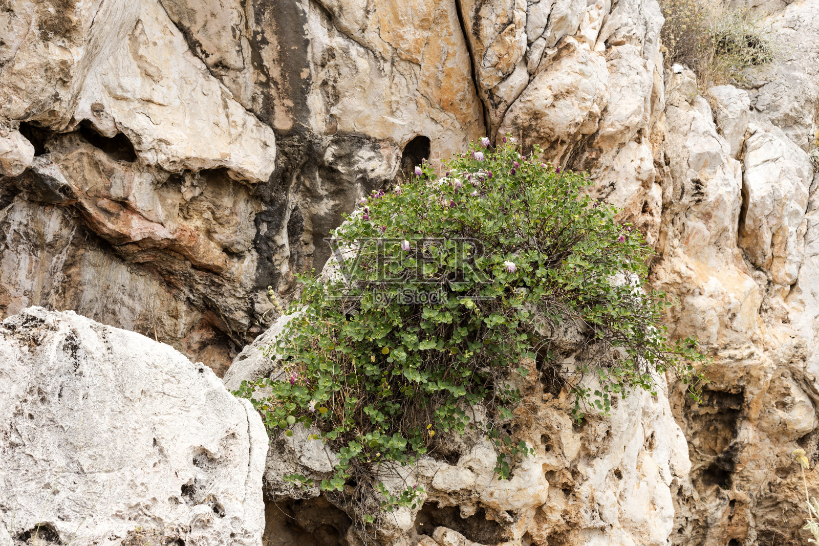 这种植物(山柑)的特写生长在石头上照片摄影图片